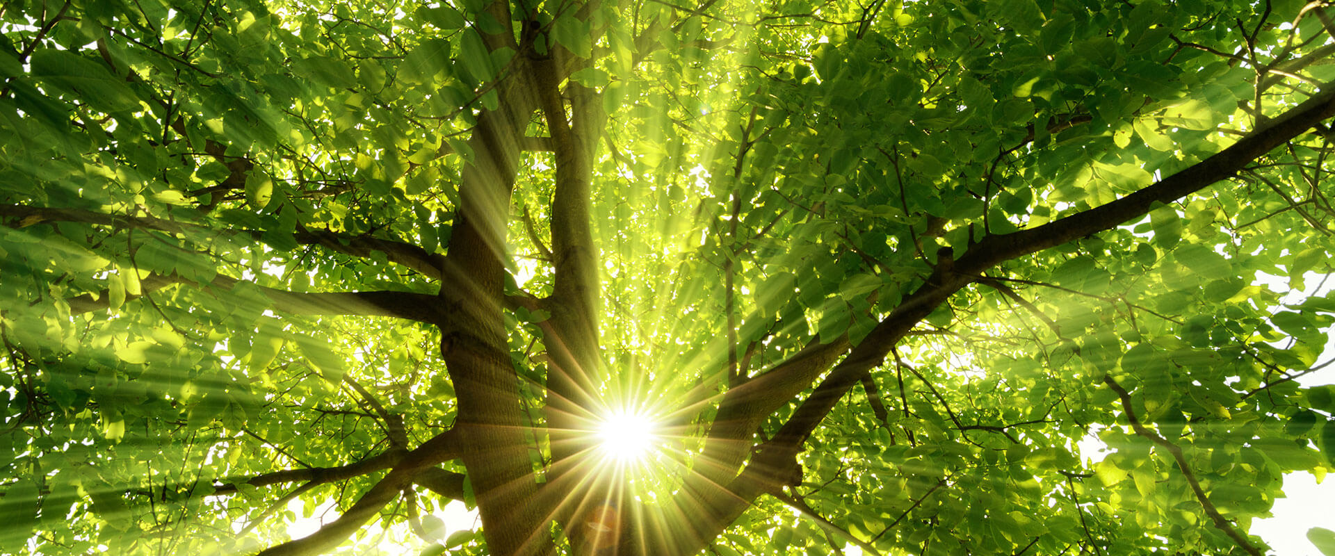 Home Sunshine Tree Service